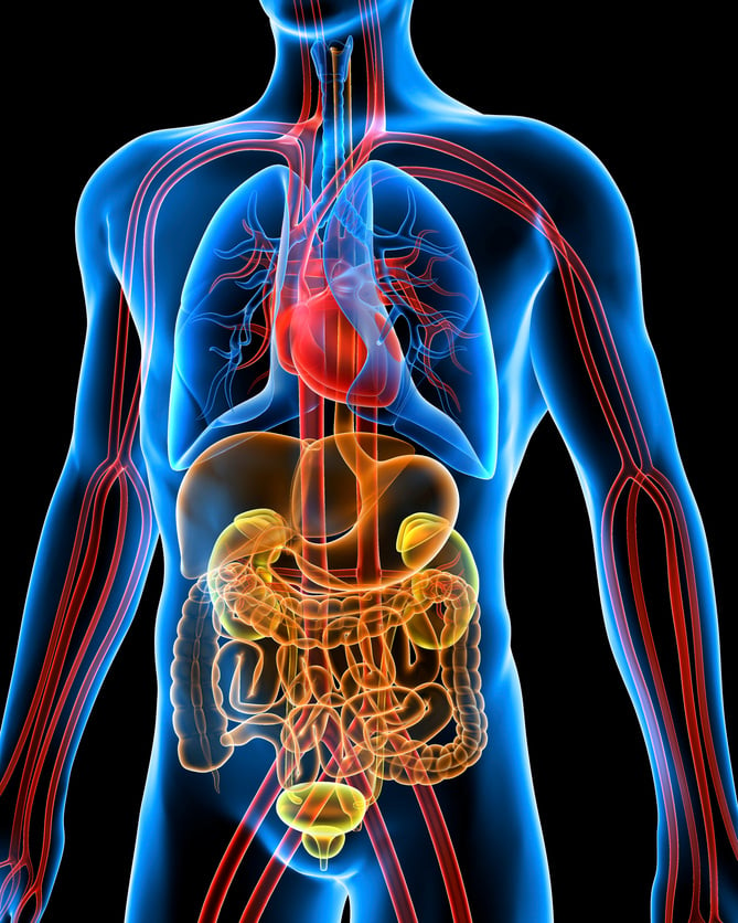 "Computer artwork of the human anatomy seen from front. Depicted are: Digestive system: Liver