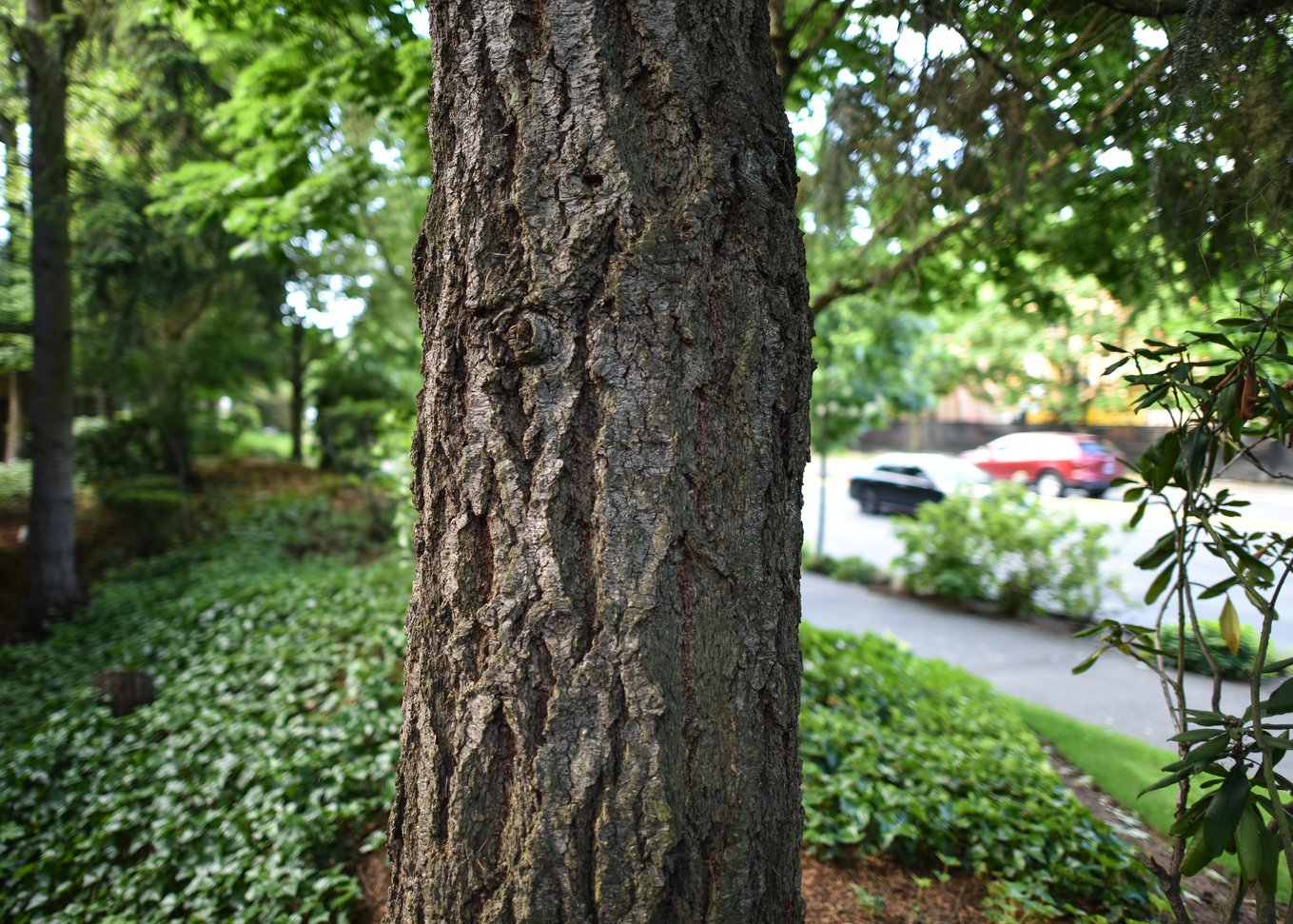 Tree Trunk