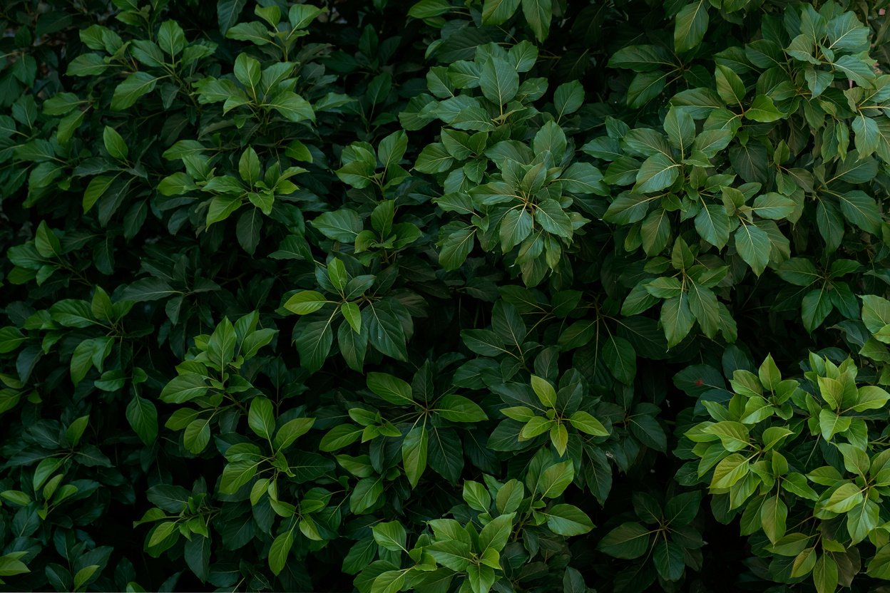 green tree leaves backdrop photo