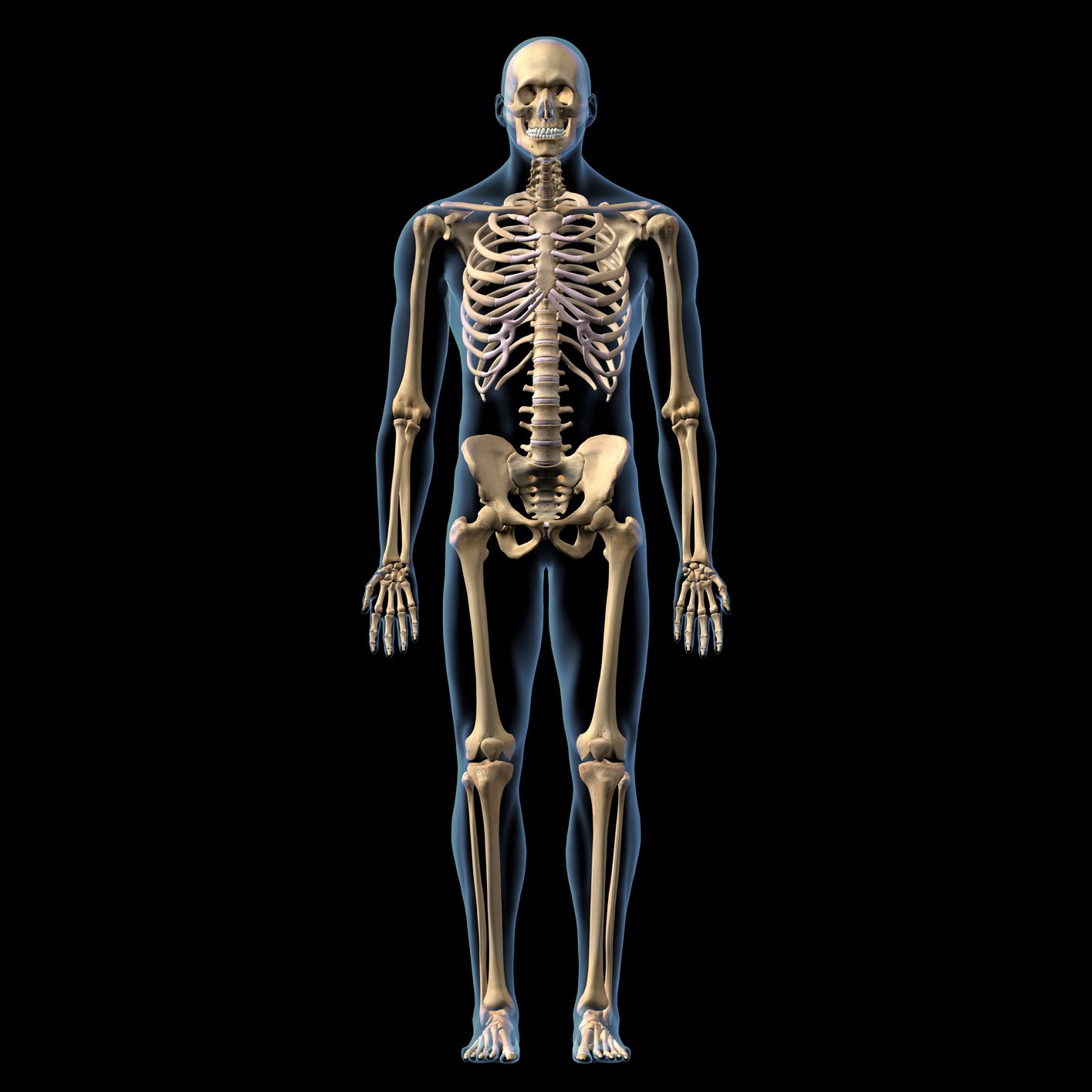 Skeletal System Male Full Body Anterior View on Black Background