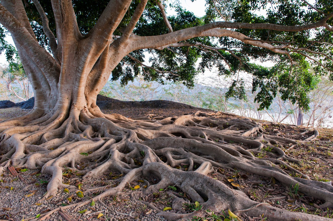 big tree root